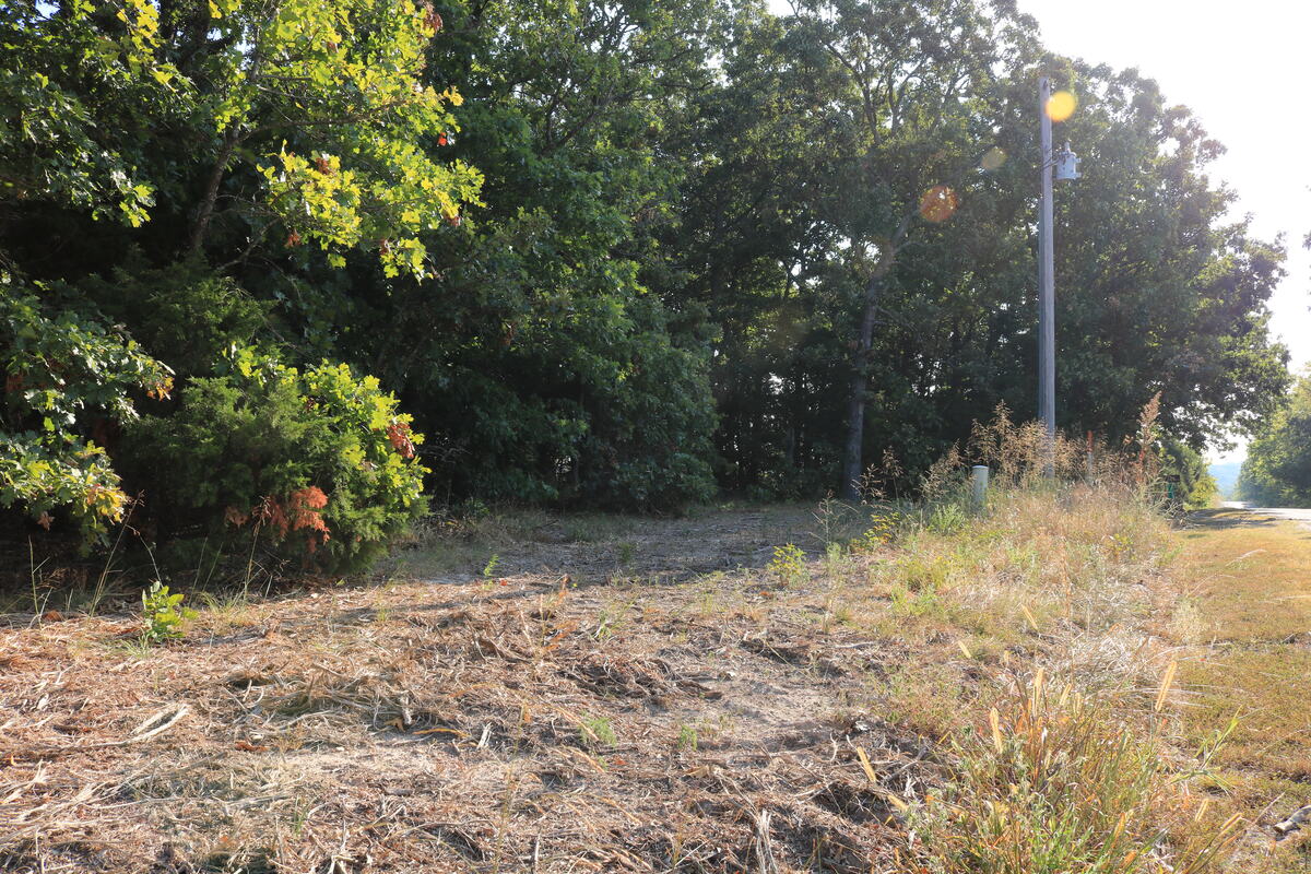 Cleared drive area under the tree canopy.