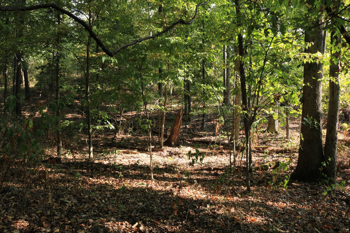 Small natural clearing in the middle of the woods.