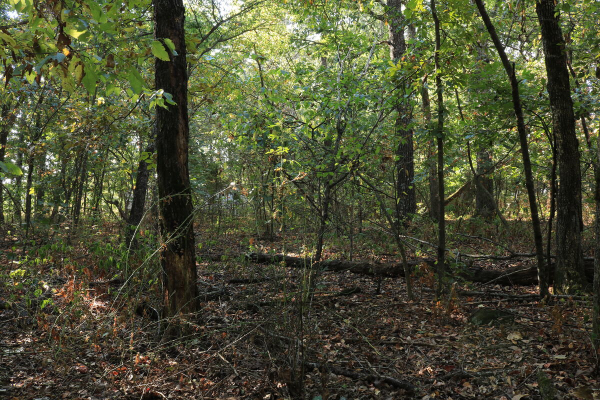 Wooded interior with leaf litter and understory growth.