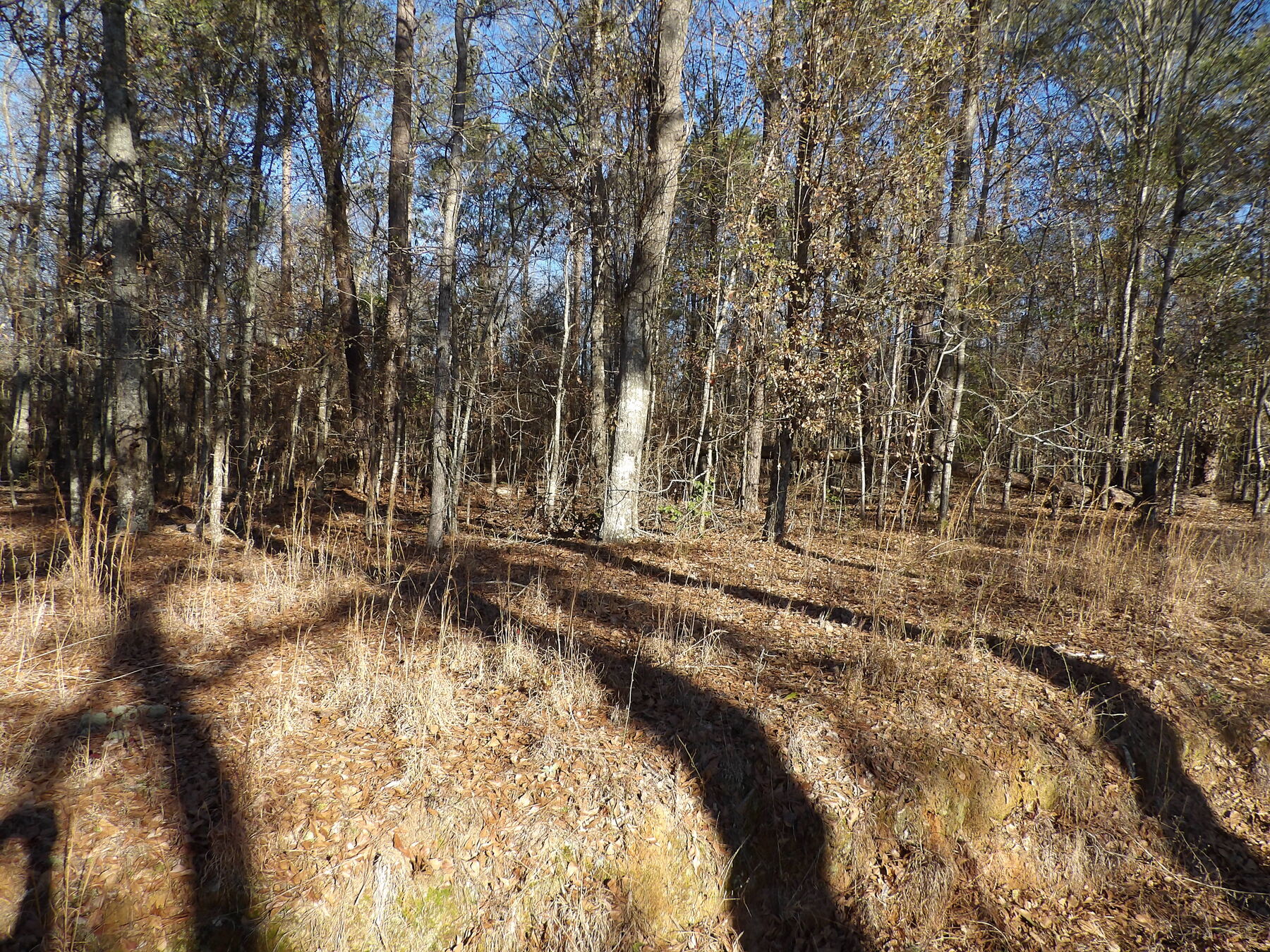 Inside the lot: open mixed pine and hardwood with leaf litter.