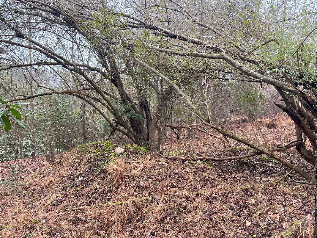 Hardwoods leaning over a raised earth berm covered in leaves.