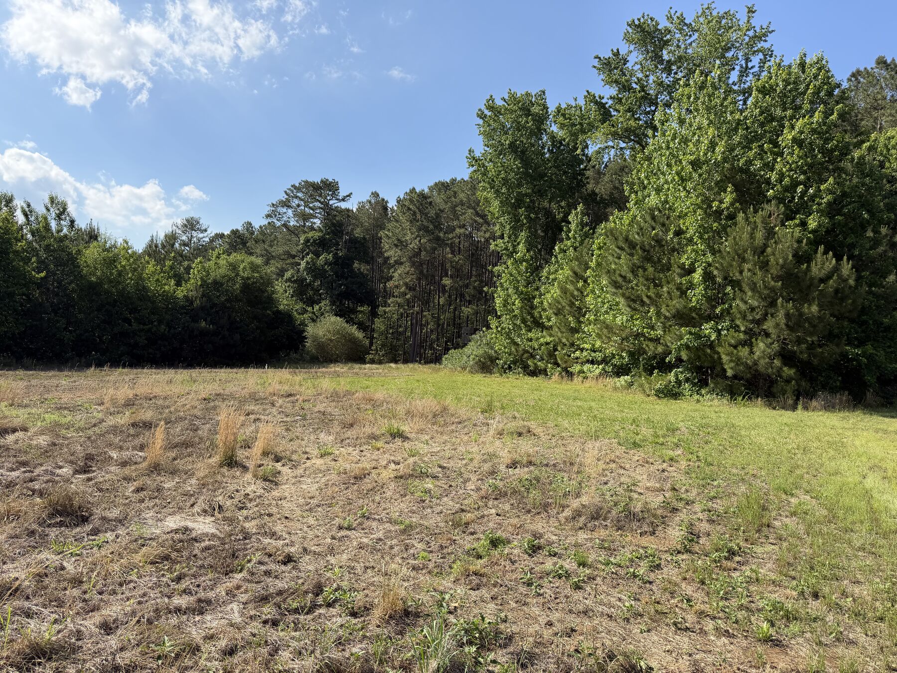 Open grassy field edge against pine woods under a blue sky.