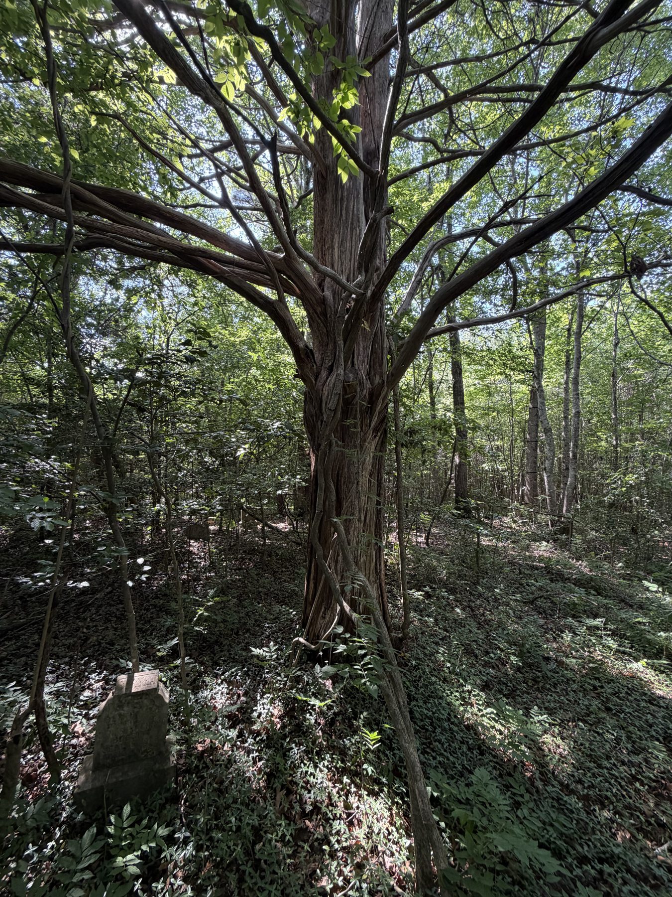 A large spreading willow standing over a headstone in a small family cemetery in the woods.
